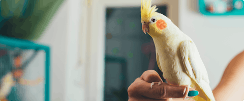 Find a trusted bird sitter near me TrustedHousesitters